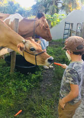 boy feeding carrot to cow