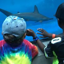 kids look at a shark